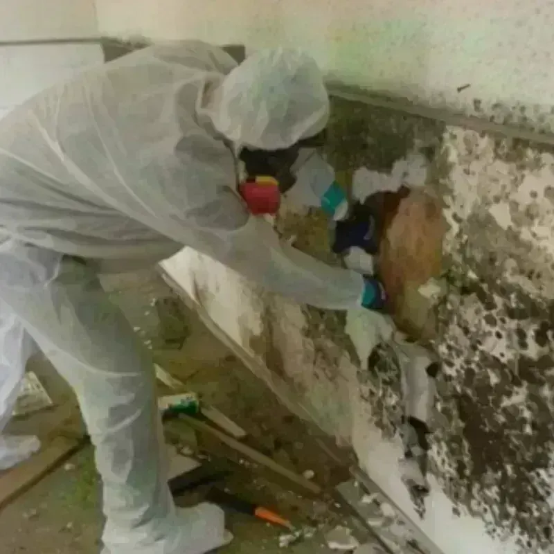 Mold Remediation and Removal in Dane County, WI